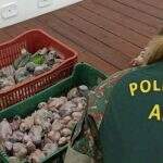 Polícia autua 92 pessoas em R$ 1,5 milhão por tráfico, caça, criação em cativeiro e maus-tratos