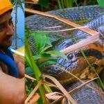 VÍDEO: Olhar de sucuri impressiona turista encarado pela cobra em Mato Grosso do Sul