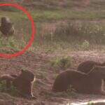 VÍDEO: No pantanal de MS, aves tentam avisar capivaras sobre ataque de onça, mas são ignoradas