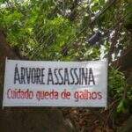 Árvore assassina? Faixa chama atenção e alerta sobre perigos de figueira gigante em Campo Grande