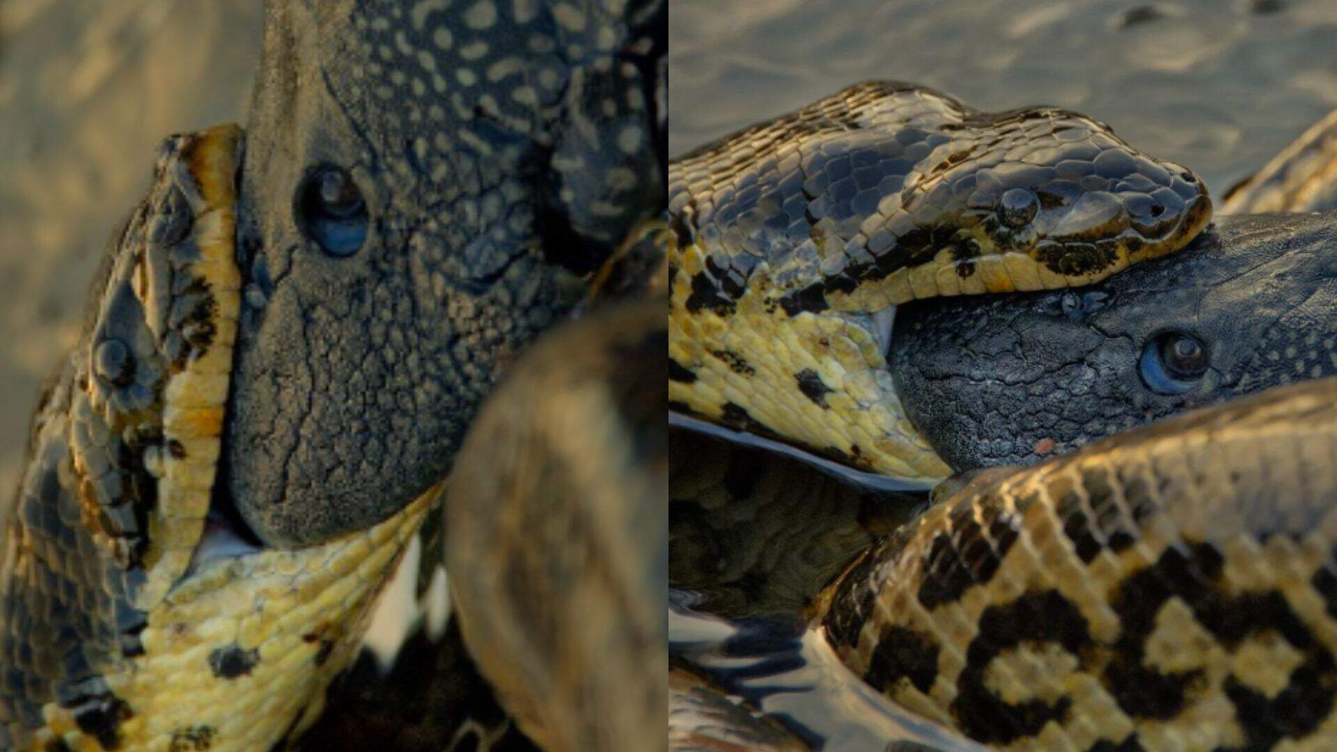 Qual o maior animal que uma cobra pode comer? Veja flagras