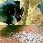 Família aumentou: Casal de peixes Oscar reproduz em tanque do Bioparque Pantanal