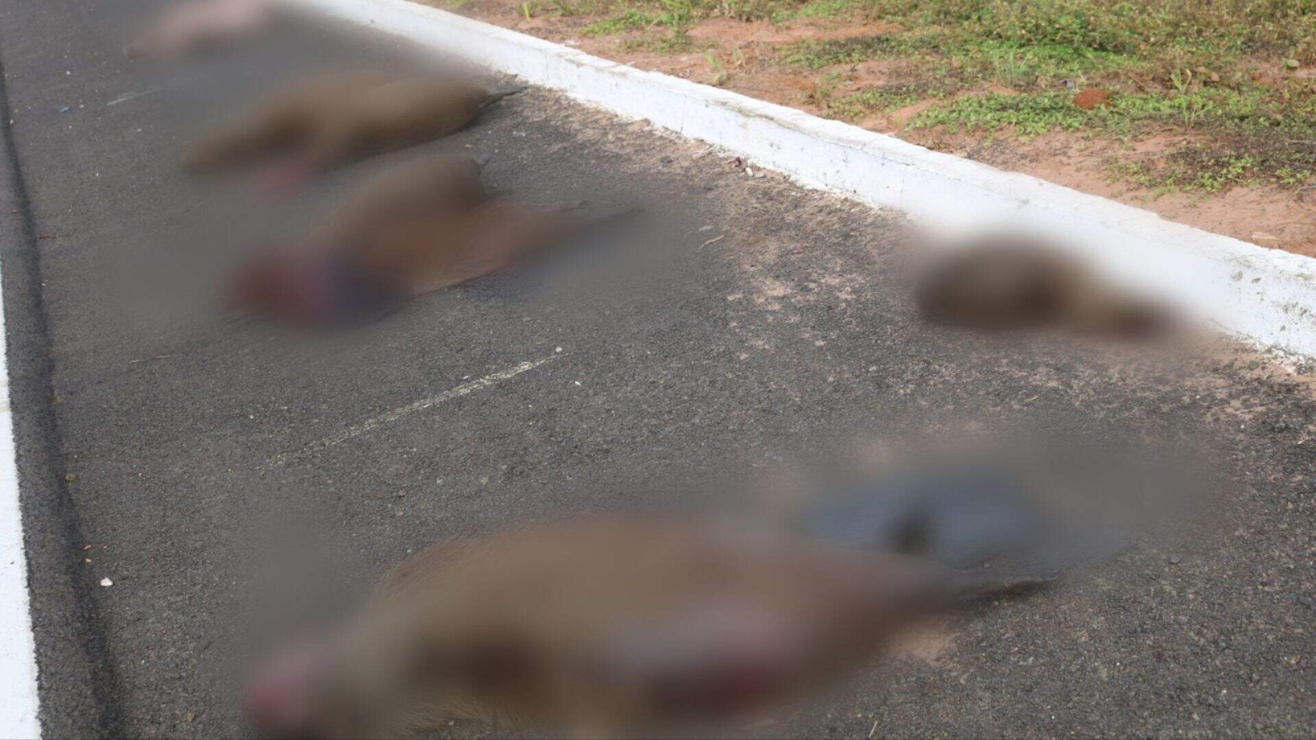 Nove capivaras são atropeladas e mortas de uma vez em rodovia de Mato Grosso do Sul