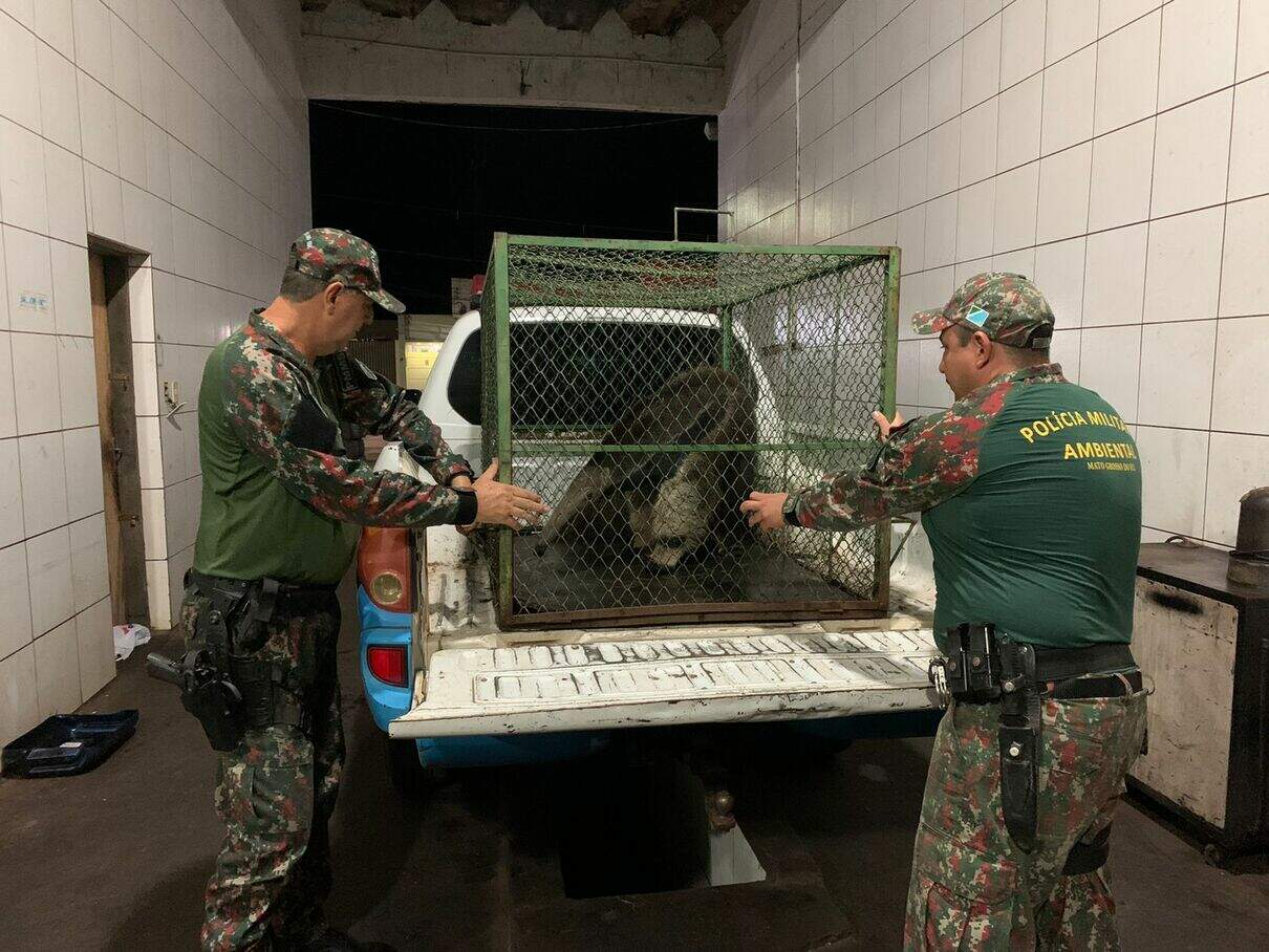 Tamanduá-bandeira é capturado dentro de posto de combustível