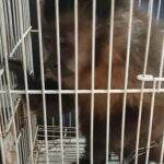 Flagrado com maconha e um macaco na BR-463, traficante pega 7 anos de cadeia em MS