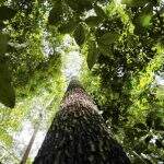 Área de desmatamento na Amazônia Legal cai 61% em janeiro, indica Inpe
