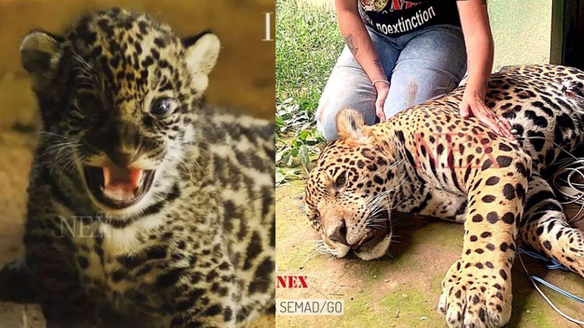 Lembra dele? Apoena completa 11 meses e conta os dias para habitar Pantanal de MS