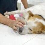 Tutora do Bethoven realiza rifa para custeio de tratamento do animal