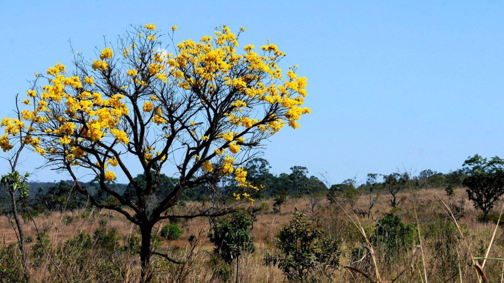 cerrado