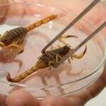 Inverno quente favorece aparecimento de escorpiões e crianças são mais vulneráveis