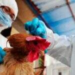 Gripe aviária: Agricultura confirma mais um caso em ave silvestre; total sobe para 12