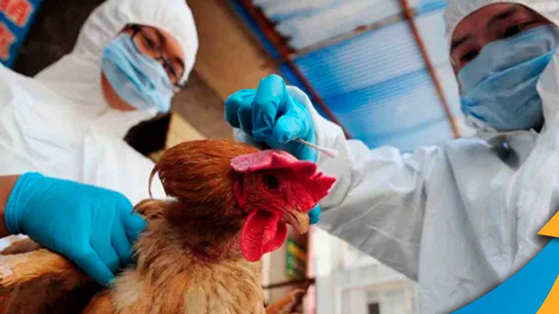 Gripe aviária: Ministério da Agricultura confirma 3 novos casos em aves silvestres