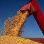 Mato Grosso do Sul deve colher 11,2 milhões de toneladas de milho