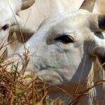 Vaca louca: Principal importador da carne de Mato Grosso do Sul, China pode retomar compras