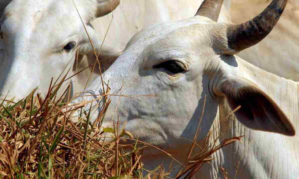 Brasil suspende exportações de carne para a China após caso de vaca louca