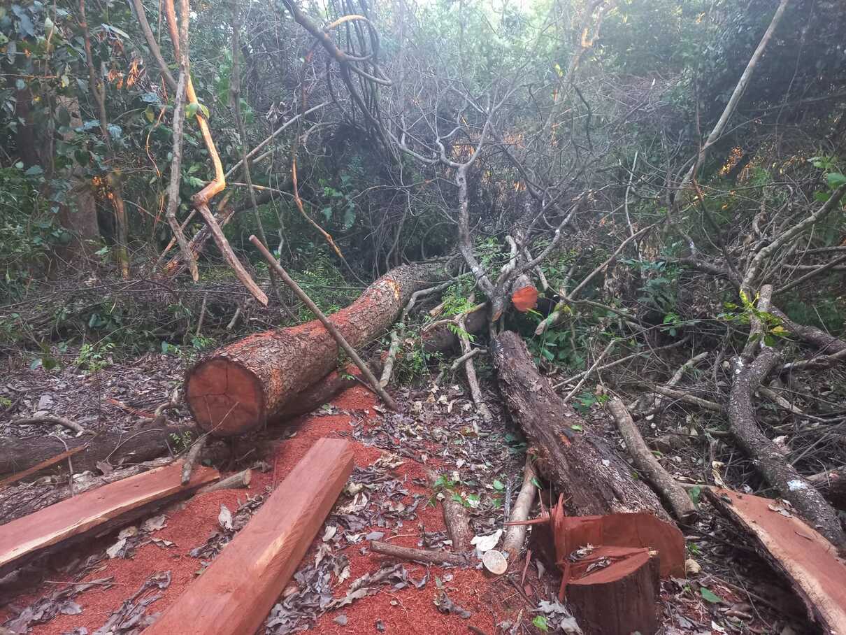 Fazendeiro é multado em R$ 16,8 mil por derrubada de árvores de grande porte