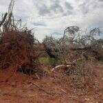 Sete são multados em R$ 86 mil por derrubada de árvores para exploração ilegal de madeira