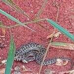 Dona de casa encontra serpente peçonhenta quando varria quintal de casa