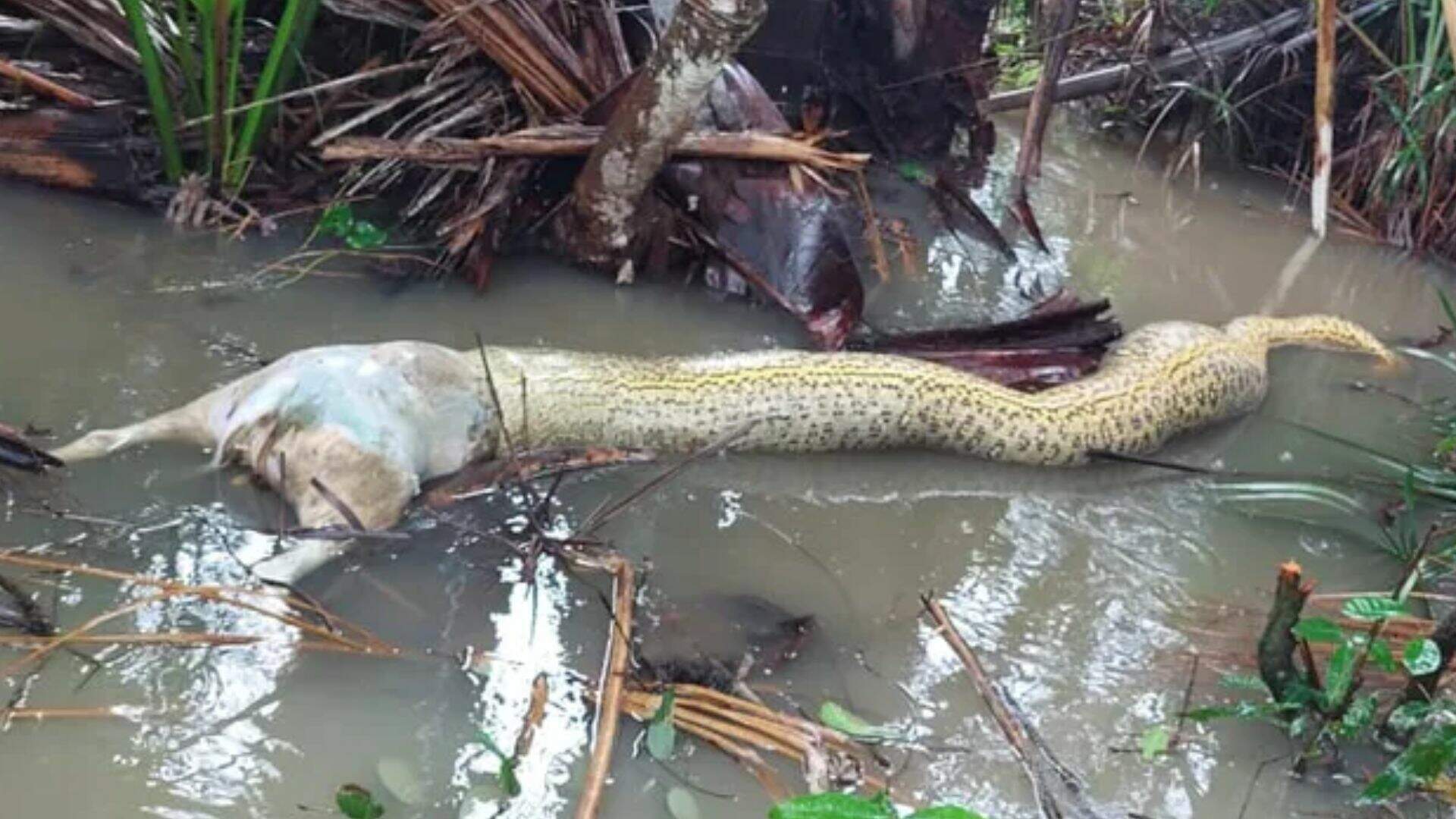 VÍDEO: Sucuri que morreu engasgada ao tentar comer cachorro pode ter sido preguiçosa demais