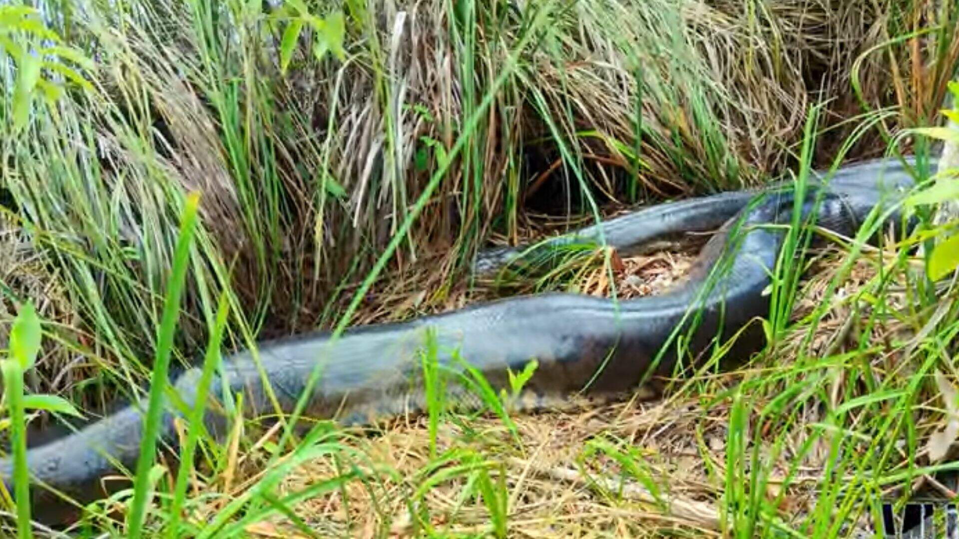 NÃO CHEGUE PERTO DESSE ANIMAL!