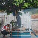 Usando mureta de árvore, morador de Campo Grande faz ‘engenhoca’ de como seria a casa dos sonhos