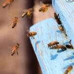 Calorão intensifica chances de ataques de abelhas durante período de migração de colônias em MS