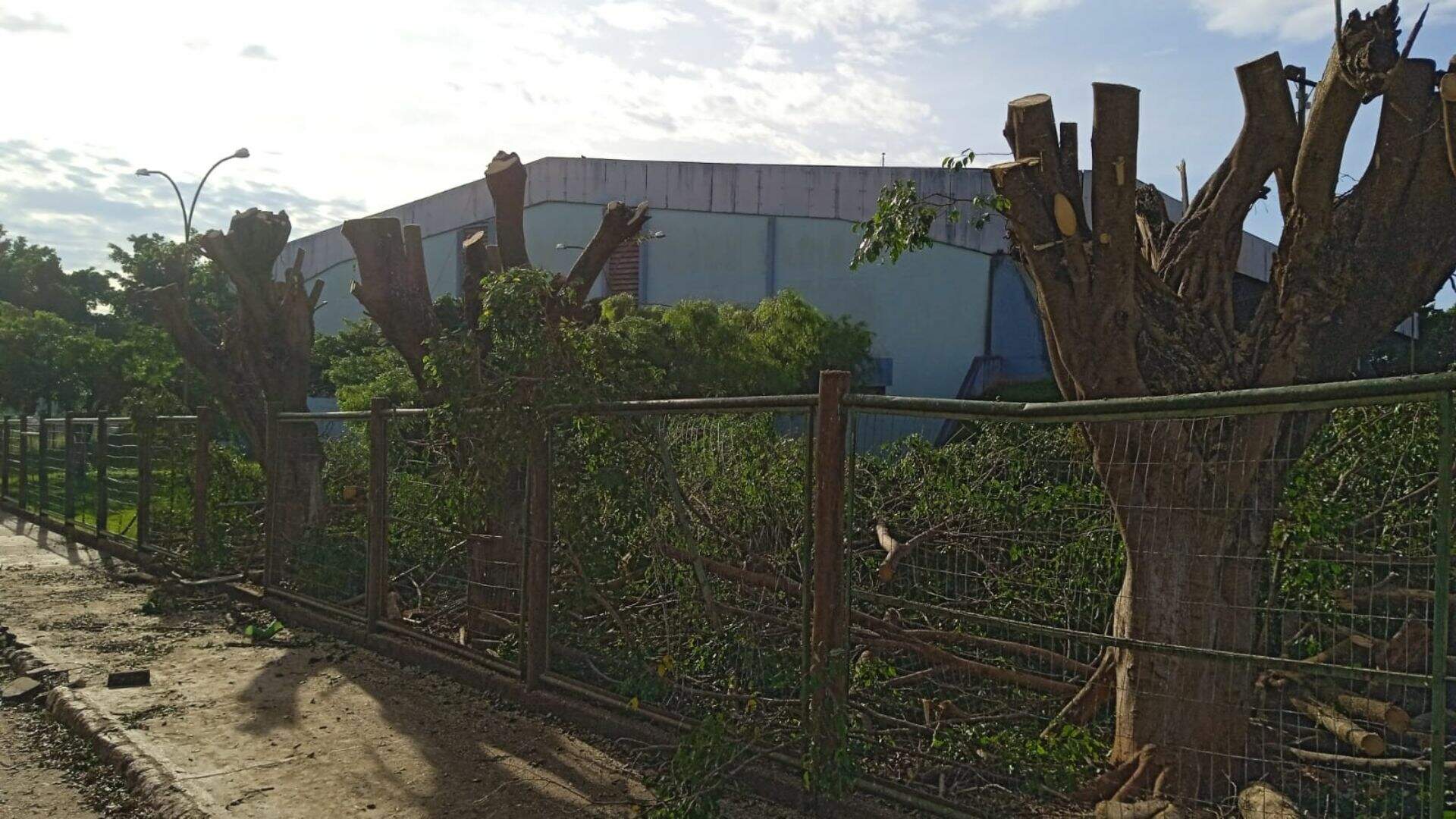 Após corte de árvores, Prefeitura de Terenos diz que galhos colocavam moradores em risco
