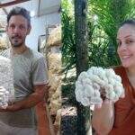 Casal aproveita alta procura e baixa demanda para faturar com cultivo de cogumelo shimeji em MS