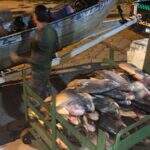 Polícia autua 33 pessoas e apreende 511 kg de pescado na Operação Piracema