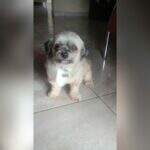 ‘Não paro de chorar’: Cachorro morre após banho e tosa em pet shop em Campo Grande