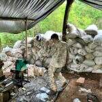 Mais de oito toneladas de maconha são destruídas em acampamento na fronteira