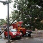 Árvore de 5 metros cede e atinge carro estacionado na Rua 14 de Julho