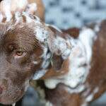 Após mortes de cachorros, pet shops de Campo Grande podem ser obrigados a informar sobre câmeras