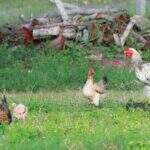 Gripe aviária: Agricultura confirma mais um caso em ave silvestre; total chega a 128