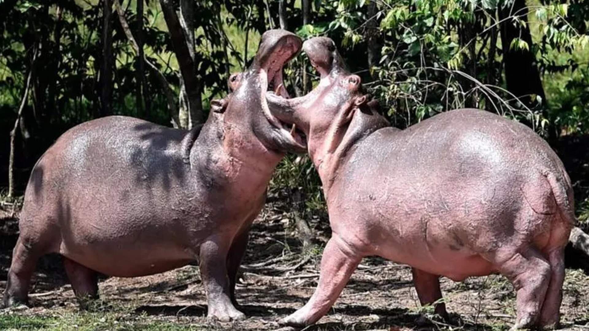 Colômbia quer enviar hipopótamos de Pablo Escobar para Índia e México