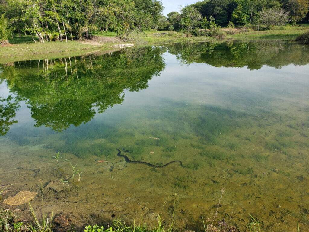 Sucuri em lago no condomínio - (Foto: Gitane Klain)