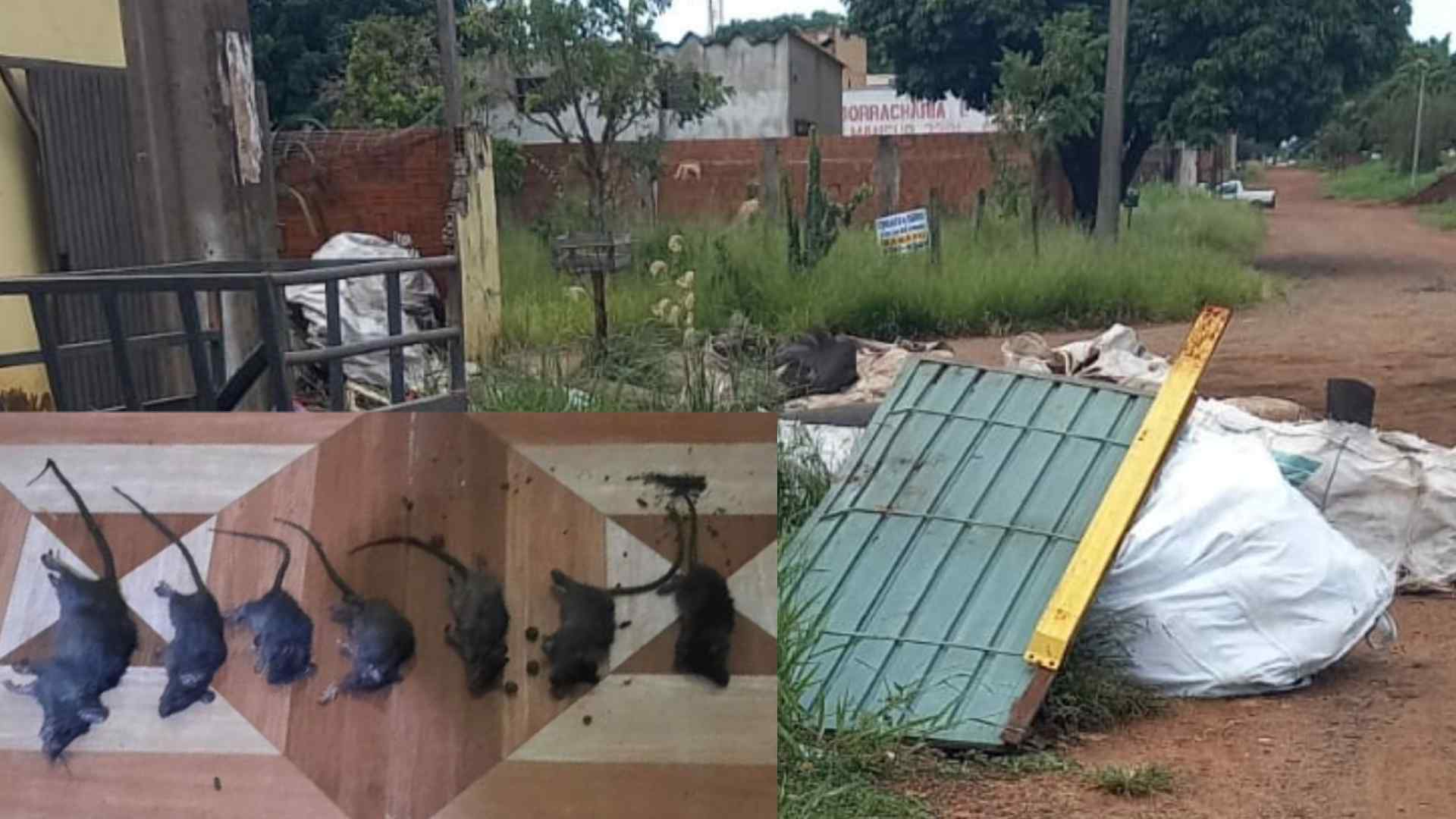 ‘Lixão’ ao lado de casa provoca infestação de ratos em Campo Grande: ‘não tô podendo comer’
