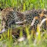 Onça Pintada é fotografada dando ‘ataque-mortal’ em jacaré no Pantanal