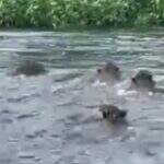 VÍDEO: Pescadores flagram grupo de onças atravessando rio em MS