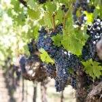 MPT dá 10 dias para vinícolas explicarem relação com terceirizada no RS