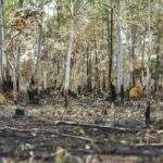 Instituto Nacional de Pesquisas: desmatamento aumenta no Cerrado e cai na Amazônia