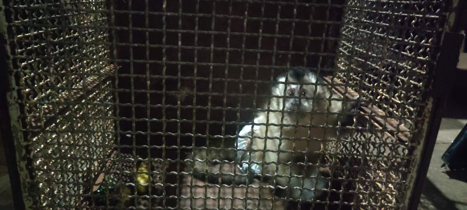 Macaco-prego é capturado em árvore, com corda presa ao corpo e usando fralda