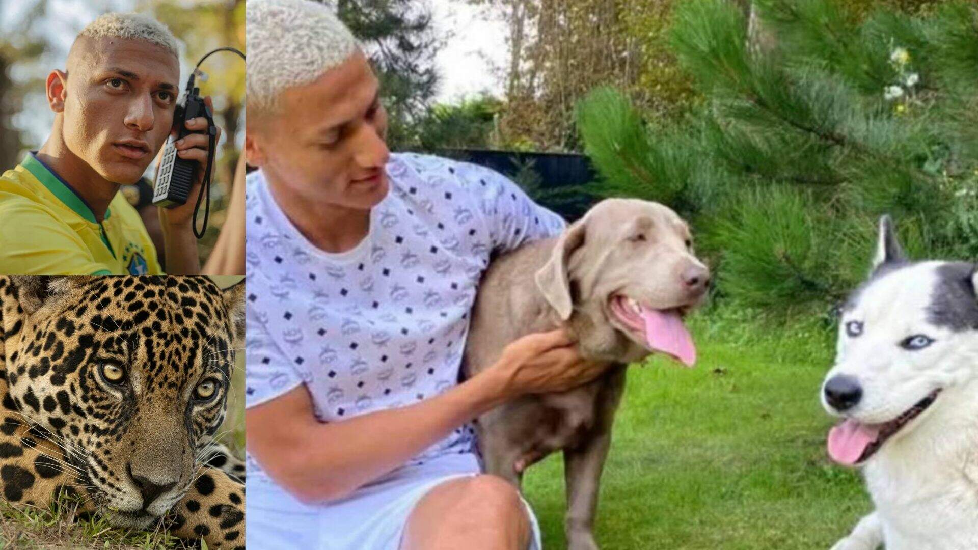 Lembrado por adotar onça em MS, Richarlison é denunciado a órgão de proteção animal por vizinhos