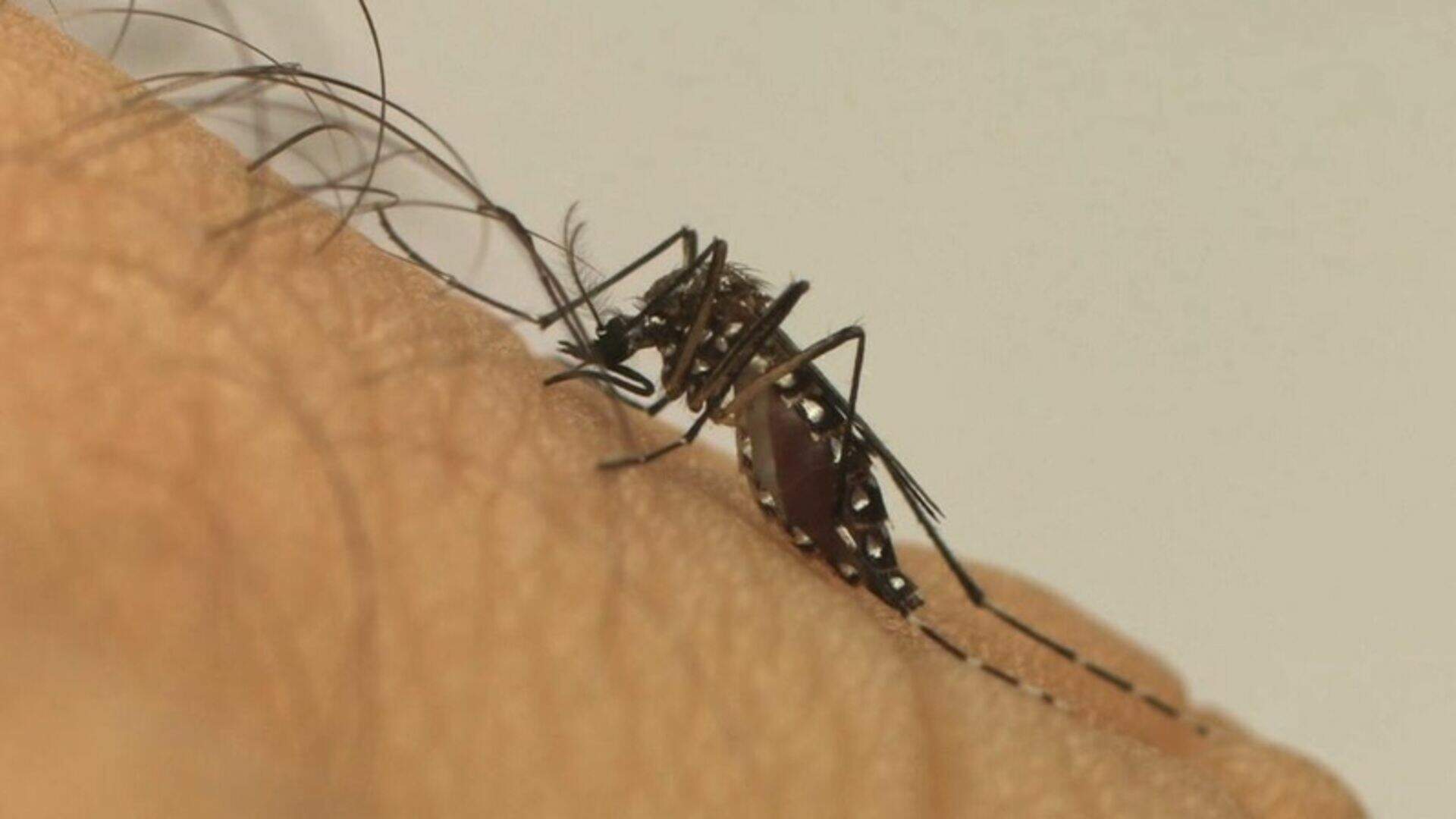 Com alta de casos, MS fará ação nas escolas para combater mosquito Aedes aegypti