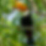‘Não tem na Europa’: veja qual animal típico do Pantanal encantou turistas durante avistamento
