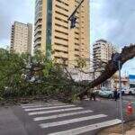 Galho de árvore de 20 metros cai, atinge carros e obstrui cruzamento no Centro de Campo Grande