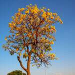 Para colorir Campo Grande, Via Park recebe plantio de ipês e árvores do Cerrado