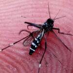Confira: Ferramenta prevê incidência de mosquitos-da-dengue e números de MS são alarmantes