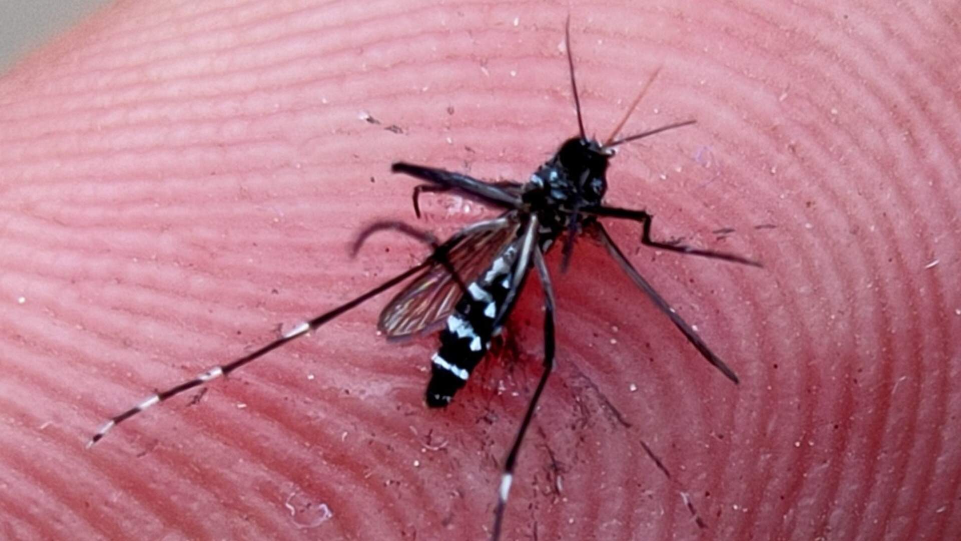 Confira: Ferramenta prevê incidência de mosquitos-da-dengue e números de MS são alarmantes