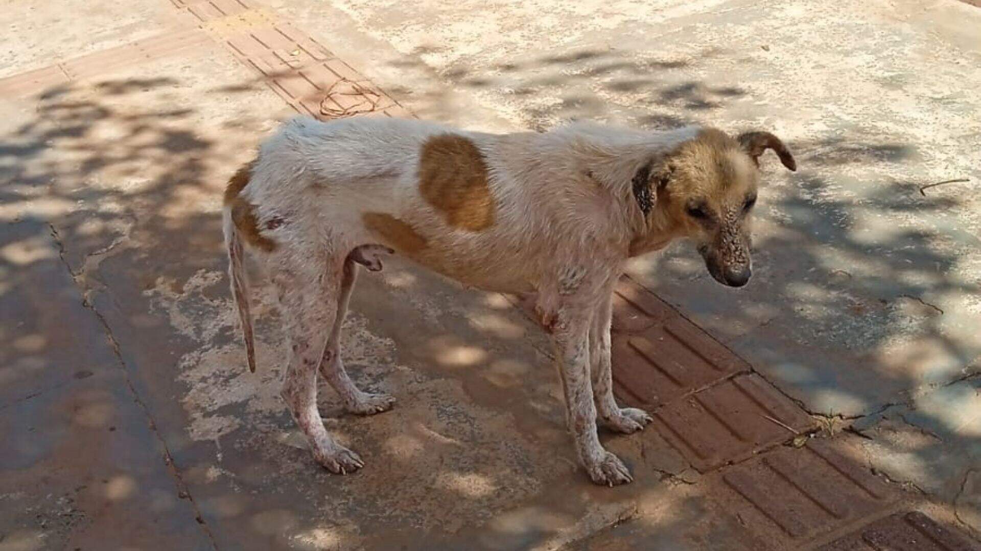 VÍDEO: Só pele e osso, cão doente agoniza há um mês em rua do Jardim Noroeste